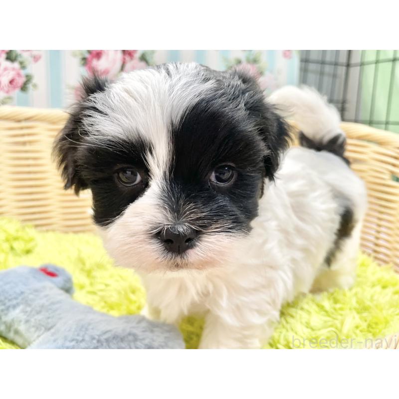 販売中の秋田県のマルシーズー:マルチーズ×シーズー-447721の11枚目