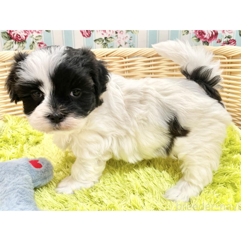 販売中の秋田県のマルシーズー:マルチーズ×シーズー-447721の10枚目