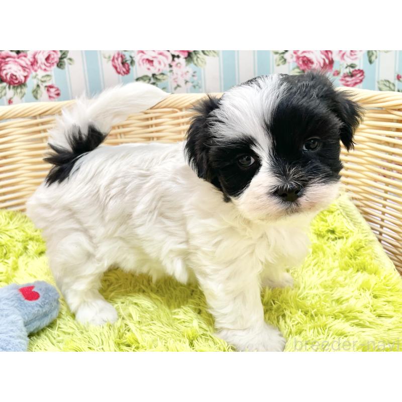 販売中の秋田県のマルシーズー:マルチーズ×シーズー-447721の9枚目