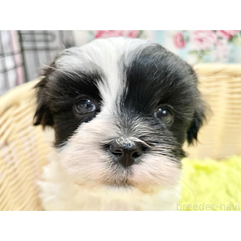 販売中の秋田県のマルシーズー:マルチーズ×シーズー-447721の1枚目