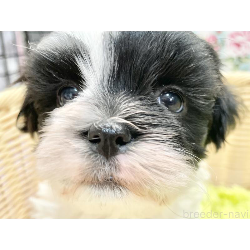 販売中の秋田県のマルシーズー:マルチーズ×シーズー-447721の8枚目