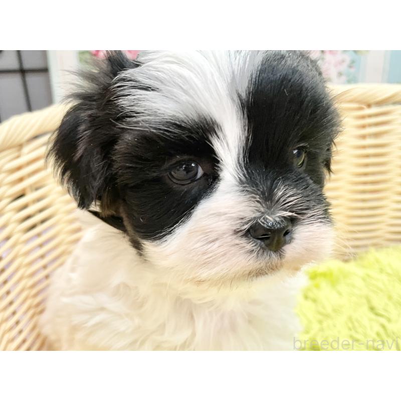 販売中の秋田県のマルシーズー:マルチーズ×シーズー-447721の7枚目