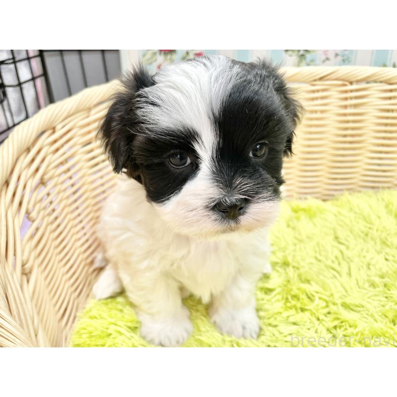 販売中の秋田県のマルシーズー:マルチーズ×シーズー-447721の6枚目