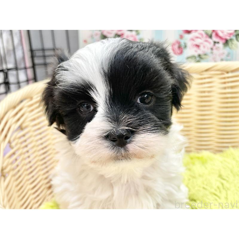 販売中の秋田県のマルシーズー:マルチーズ×シーズー-447721の5枚目