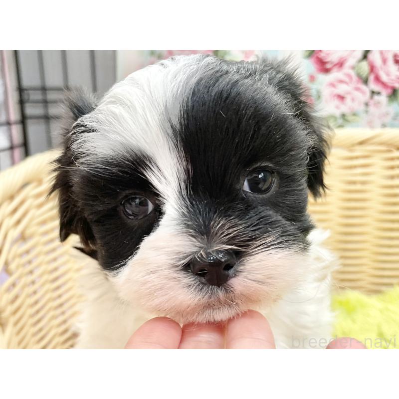 販売中の秋田県のマルシーズー:マルチーズ×シーズー-447721の4枚目