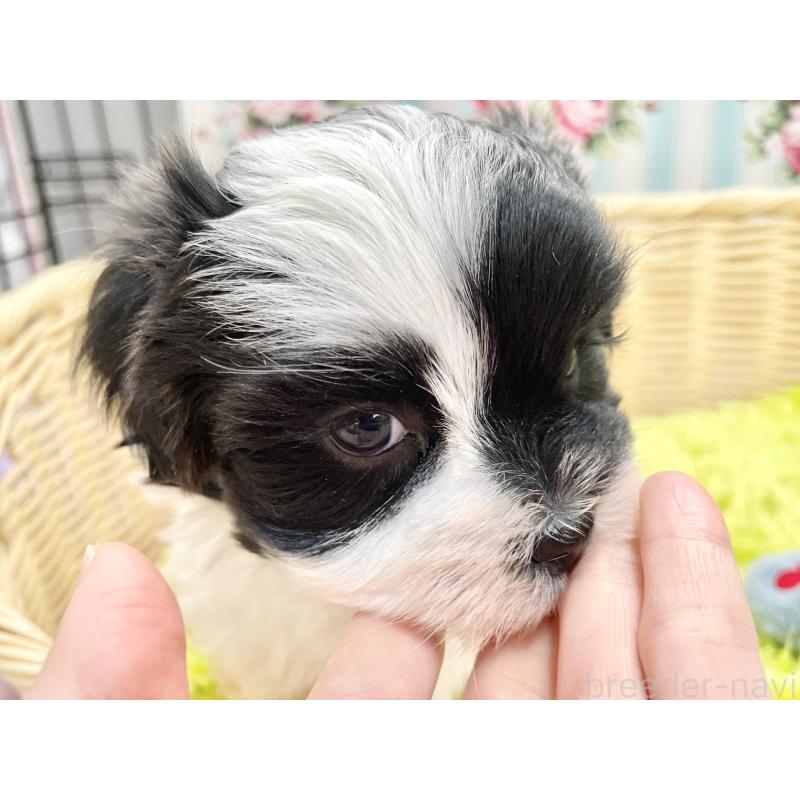 販売中の秋田県のマルシーズー:マルチーズ×シーズー-447721の3枚目