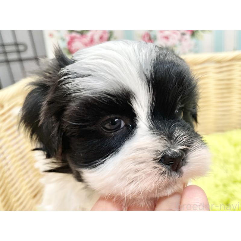 販売中の秋田県のマルシーズー:マルチーズ×シーズー-447721の2枚目