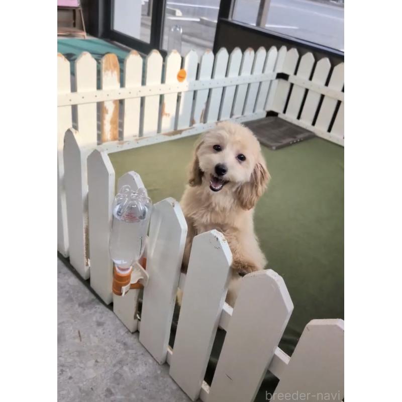 販売中の福岡県のマルプー:マルチーズ×トイプードル-425407の3枚目