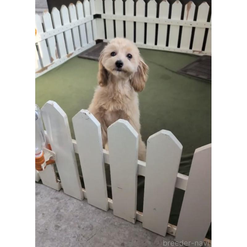 販売中の福岡県のマルプー:マルチーズ×トイプードル-425407の2枚目