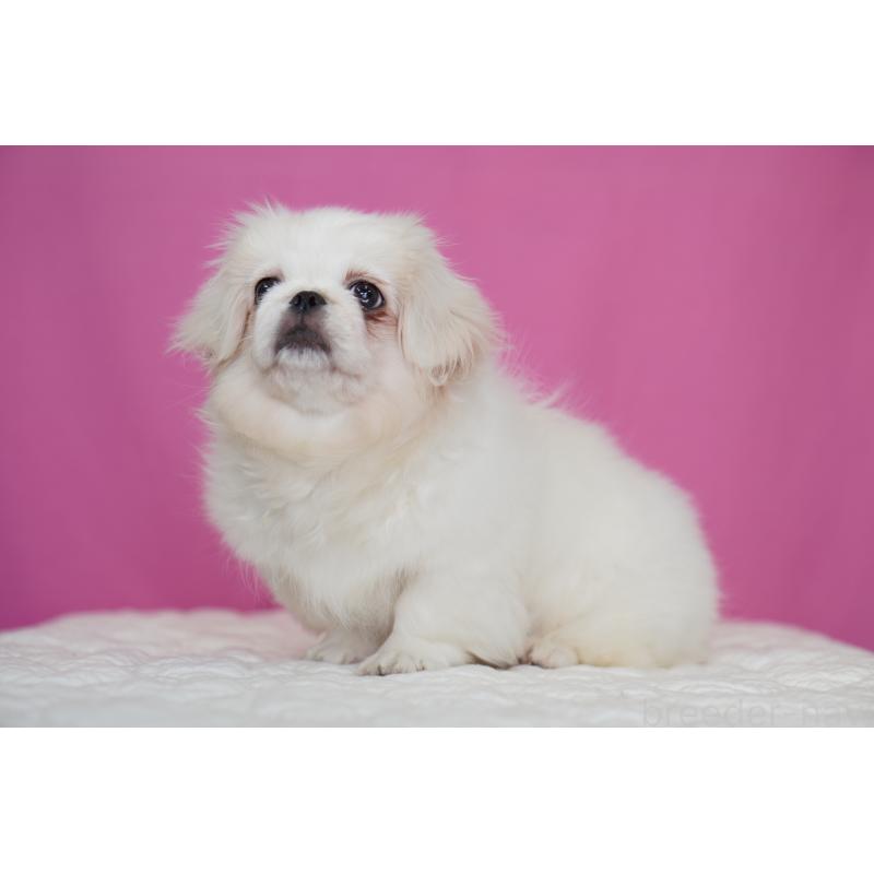 販売中の埼玉県のペキニーズ-430040の7枚目