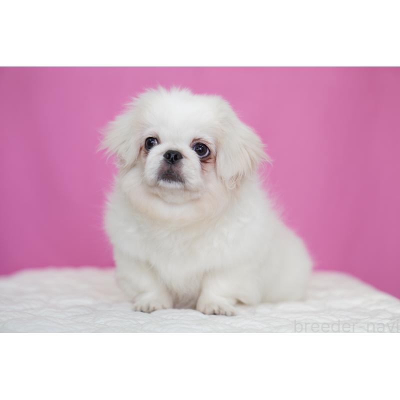 販売中の埼玉県のペキニーズ-430040の5枚目