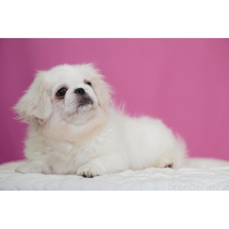 販売中の埼玉県のペキニーズ-430040の4枚目