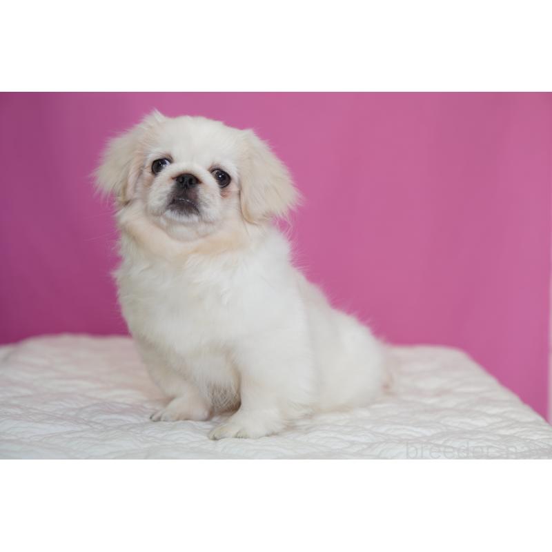 販売中の埼玉県のペキニーズ-430038の6枚目