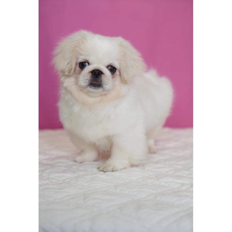 販売中の埼玉県のペキニーズ-430038の5枚目