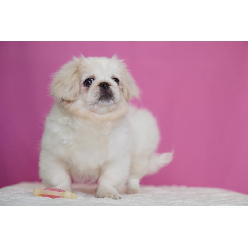 販売中の埼玉県のペキニーズ-430038の4枚目