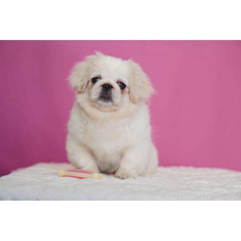 販売中の埼玉県のペキニーズ-430038の3枚目