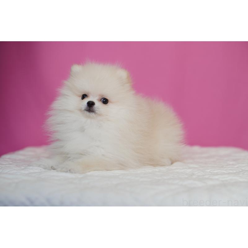 商談中の埼玉県のポメラニアン-439026の5枚目