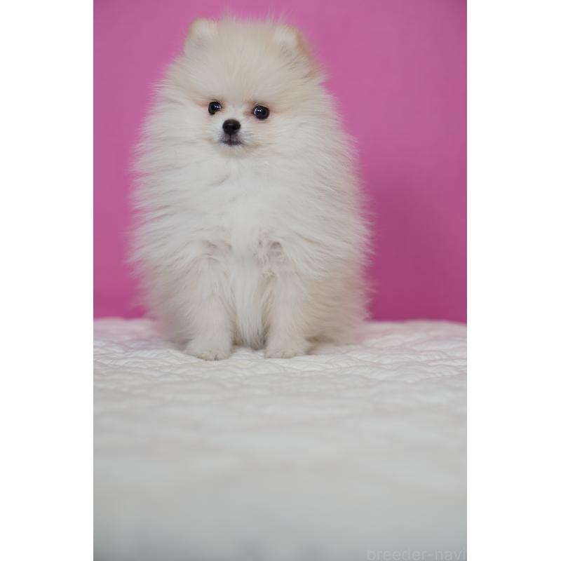 商談中の埼玉県のポメラニアン-439026の3枚目