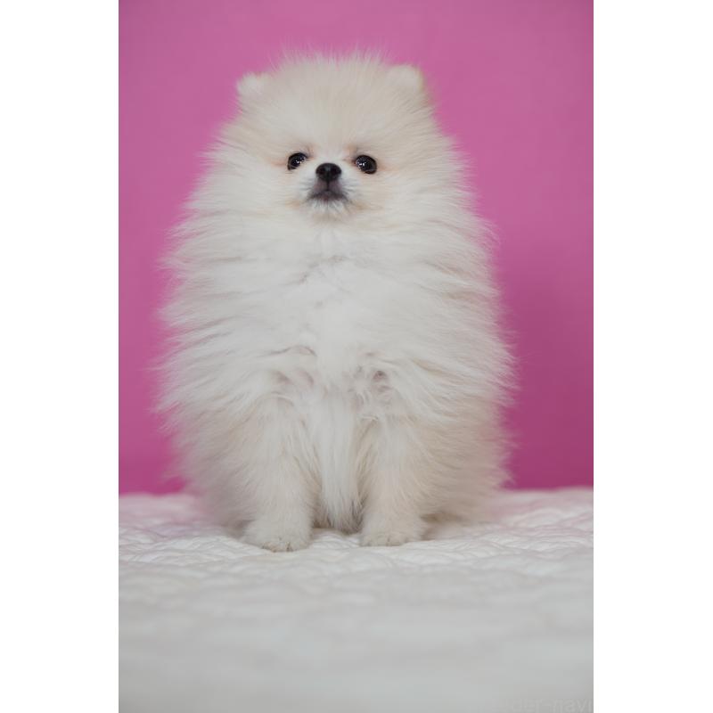 商談中の埼玉県のポメラニアン-439026の2枚目