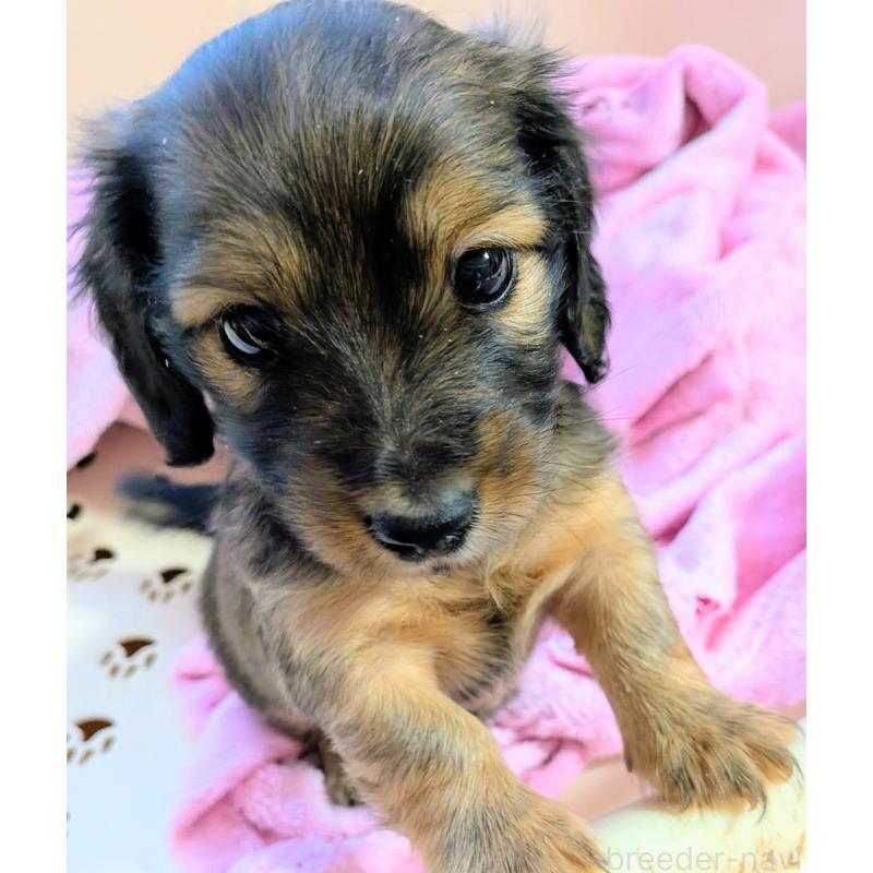 販売中の山形県のミニチュアダックスフンド(ロングヘアード)-447731の9枚目