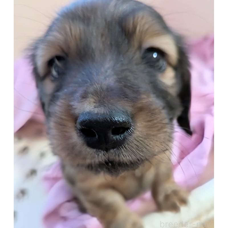 販売中の山形県のミニチュアダックスフンド(ロングヘアード)-447731の7枚目