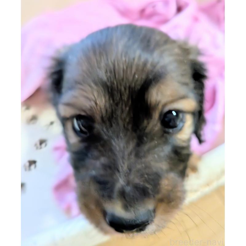 販売中の山形県のミニチュアダックスフンド(ロングヘアード)-447731の6枚目