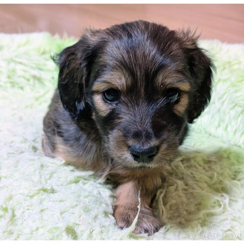 販売中の山形県のミニチュアダックスフンド(ロングヘアード)-447731の4枚目