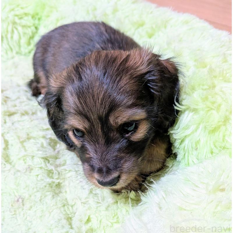 販売中の山形県のミニチュアダックスフンド(ロングヘアード)-447731の2枚目