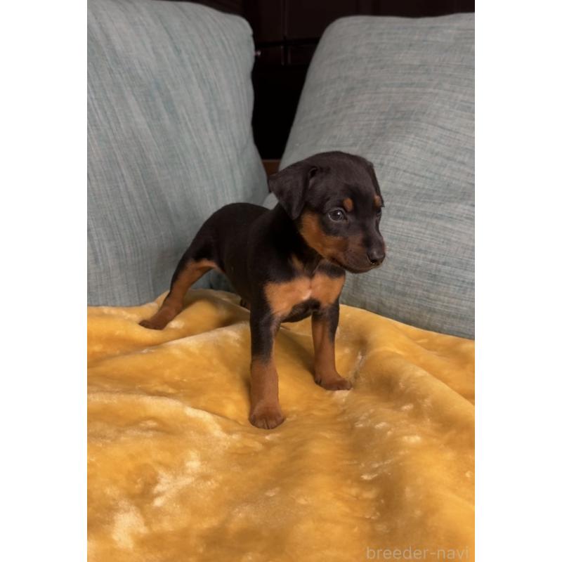 販売中の岡山県のミニチュアピンシャー(ミニピン)-447728の13枚目