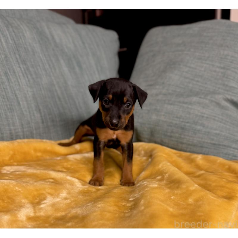 販売中の岡山県のミニチュアピンシャー(ミニピン)-447728の11枚目