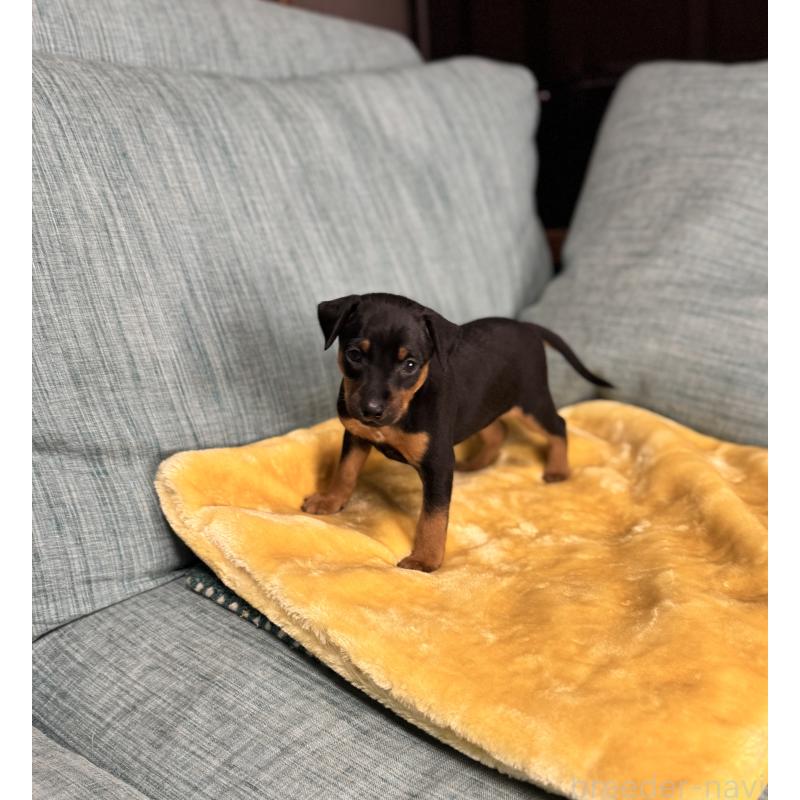 販売中の岡山県のミニチュアピンシャー(ミニピン)-447728の10枚目