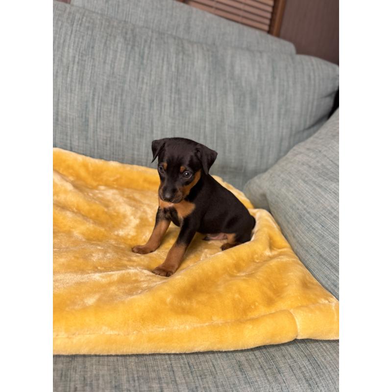 販売中の岡山県のミニチュアピンシャー(ミニピン)-447728の9枚目