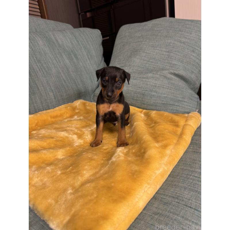 販売中の岡山県のミニチュアピンシャー(ミニピン)-447728の8枚目