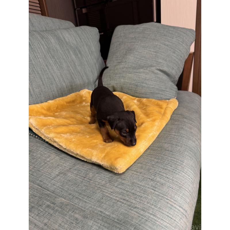 販売中の岡山県のミニチュアピンシャー(ミニピン)-447728の7枚目