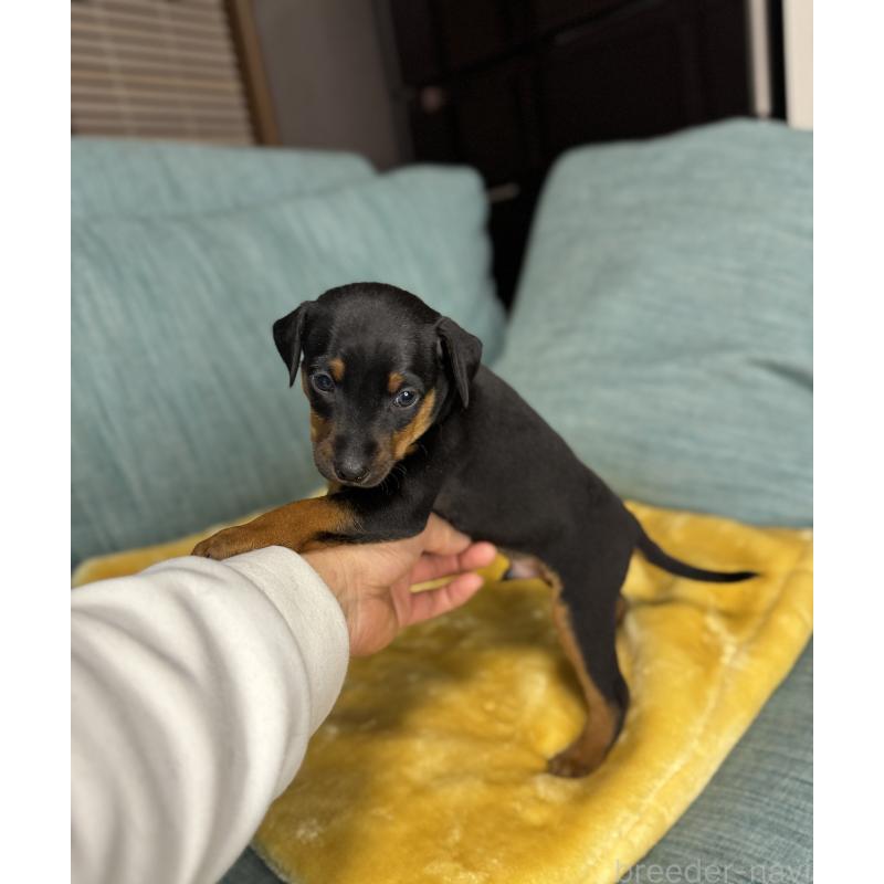 販売中の岡山県のミニチュアピンシャー(ミニピン)-447728の5枚目