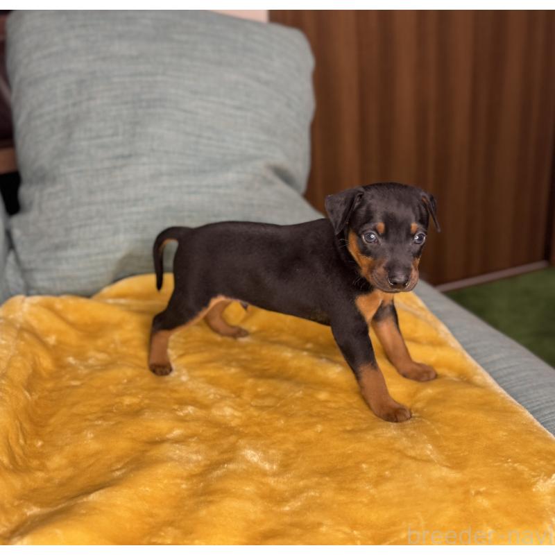 販売中の岡山県のミニチュアピンシャー(ミニピン)-447728の4枚目