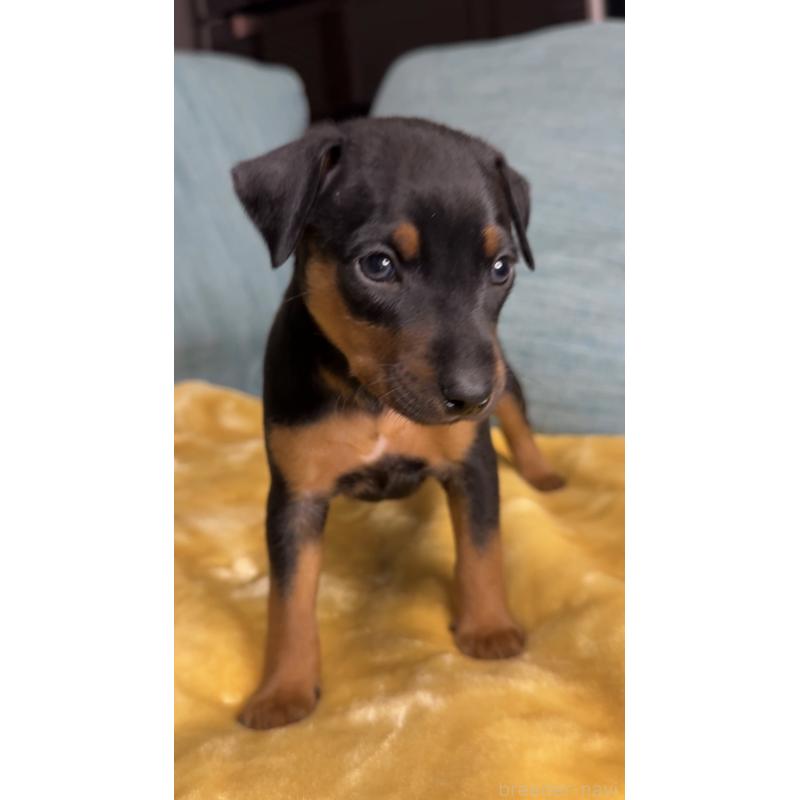 販売中の岡山県のミニチュアピンシャー(ミニピン)-447728の2枚目