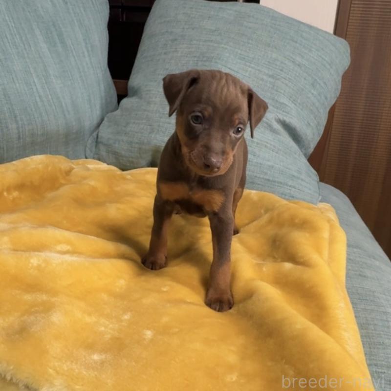 販売中の岡山県のミニチュアピンシャー(ミニピン)-447729の11枚目