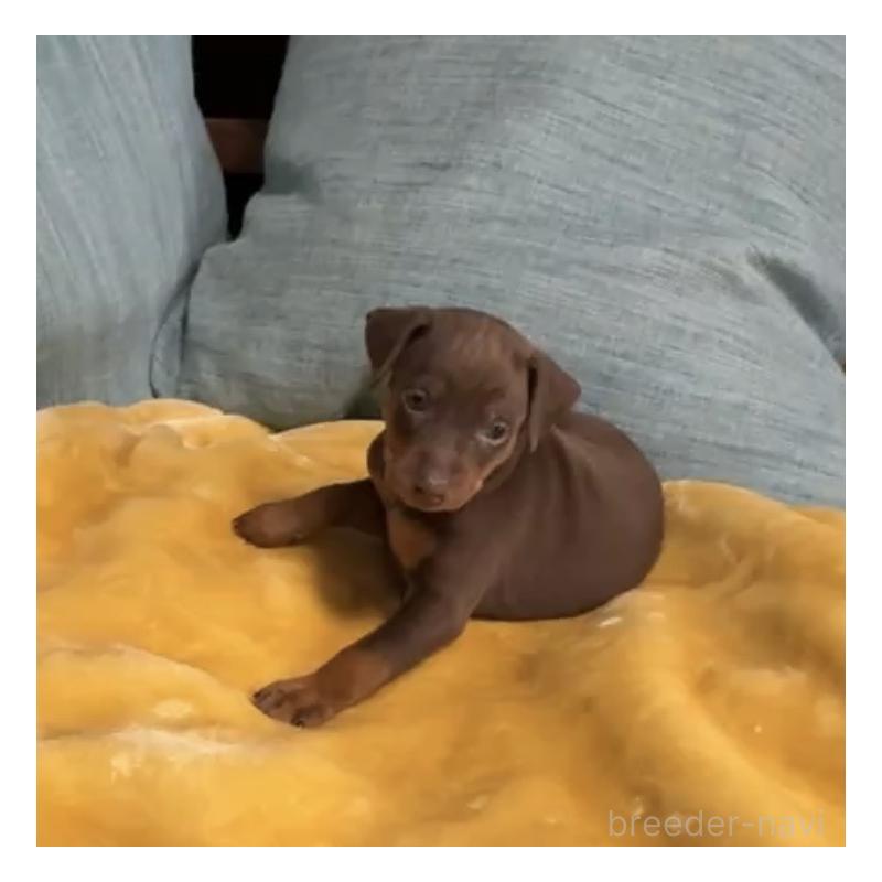 販売中の岡山県のミニチュアピンシャー(ミニピン)-447729の10枚目