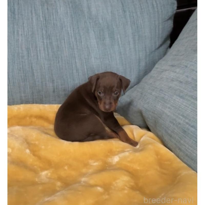 販売中の岡山県のミニチュアピンシャー(ミニピン)-447729の8枚目