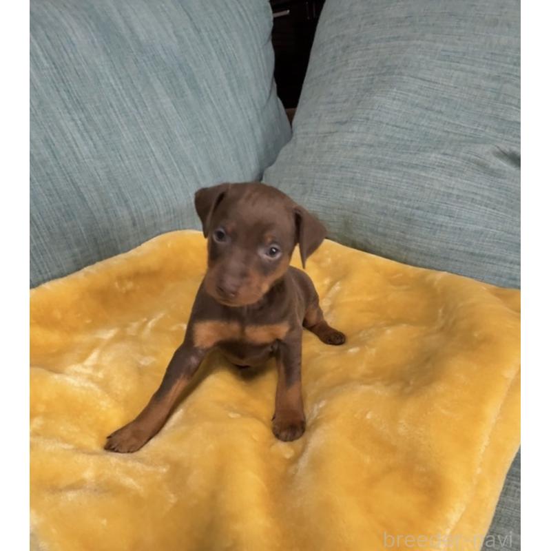 販売中の岡山県のミニチュアピンシャー(ミニピン)-447729の7枚目