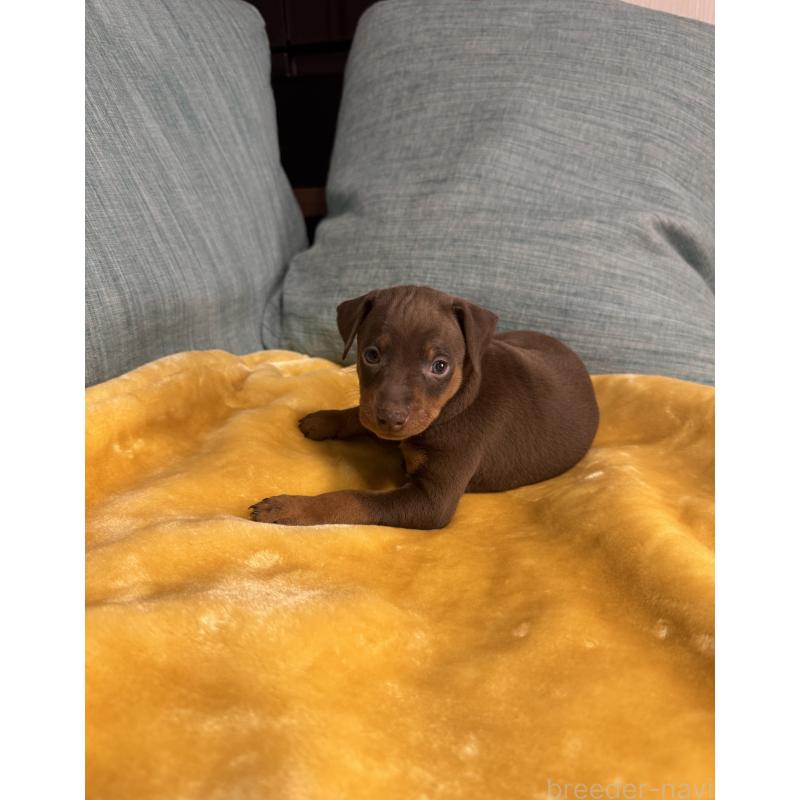 販売中の岡山県のミニチュアピンシャー(ミニピン)-447729の5枚目