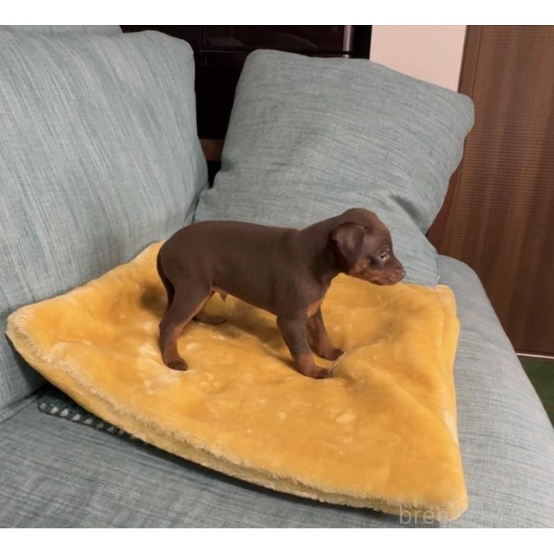 販売中の岡山県のミニチュアピンシャー(ミニピン)-447729の3枚目