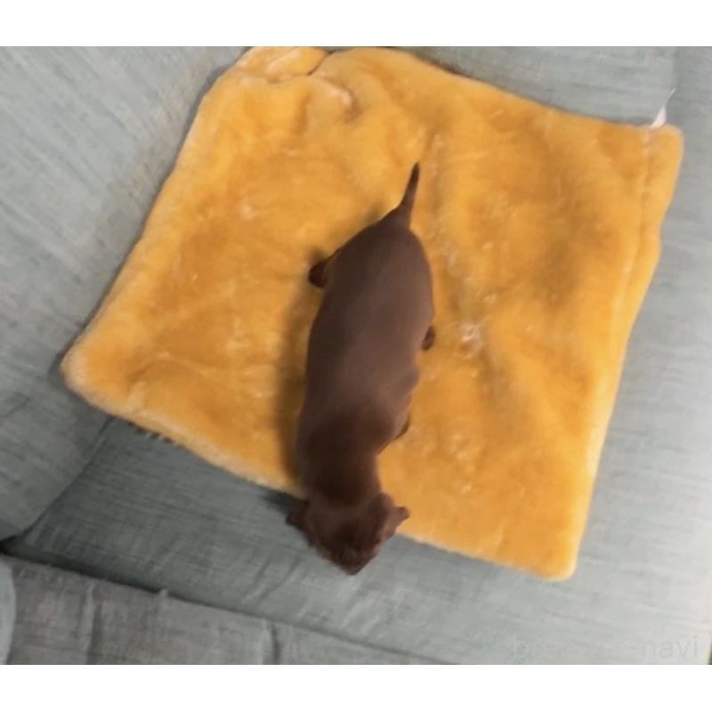 販売中の岡山県のミニチュアピンシャー(ミニピン)-447729の2枚目