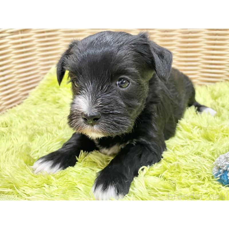 販売中の秋田県のマルシュナ:マルチーズ×ミニチュアシュナウザー-447735の5枚目