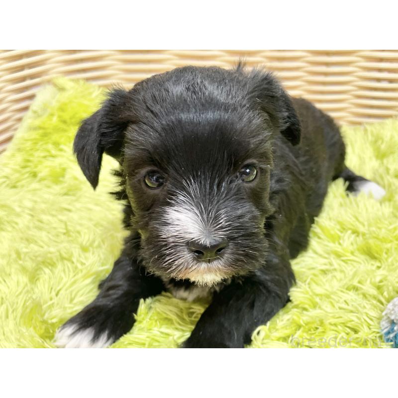 販売中の秋田県のマルシュナ:マルチーズ×ミニチュアシュナウザー-447735