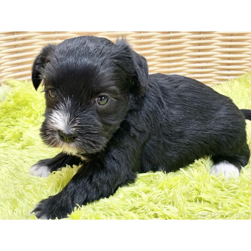 販売中の秋田県のマルシュナ:マルチーズ×ミニチュアシュナウザー-447735の4枚目