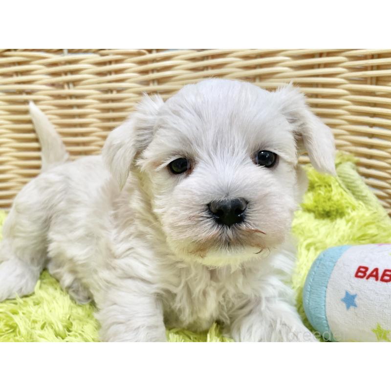 販売中の秋田県のマルシュナ:マルチーズ×ミニチュアシュナウザー-447736の11枚目