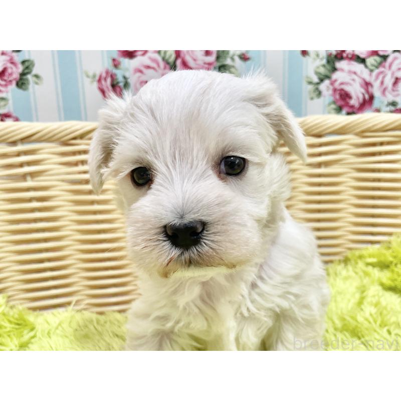 販売中の秋田県のマルシュナ:マルチーズ×ミニチュアシュナウザー-447736の10枚目