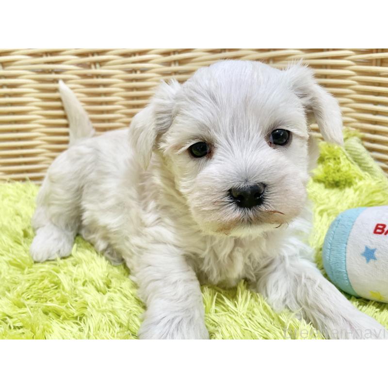 販売中の秋田県のマルシュナ:マルチーズ×ミニチュアシュナウザー-447736の8枚目